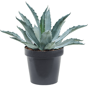 Agave Americana plant, Century Plant, Maguey plant, American aloe plant